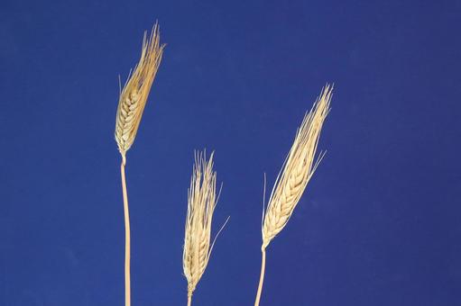 麦の穂完熟 麦の穂完熟の写真
