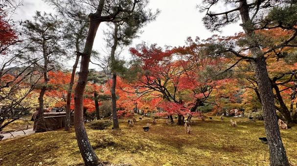 Autumn in Arashiyama, Kyoto 9, JPG Autumn in Arashiyama, Kyoto 9, JPG
