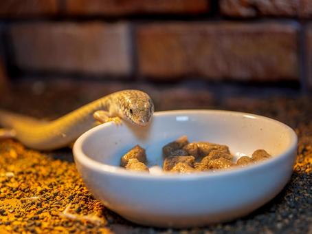 Photo, large-legged dragon, white-spotted dragon, a lizard, 