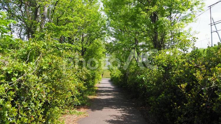 新百合ヶ丘駅付近の新緑の並木道（川崎市） 新緑,並木道,初夏の写真素材