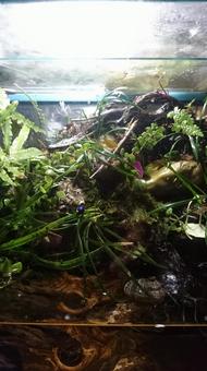 Photo, aqua terrarium, moss, aquarium, 