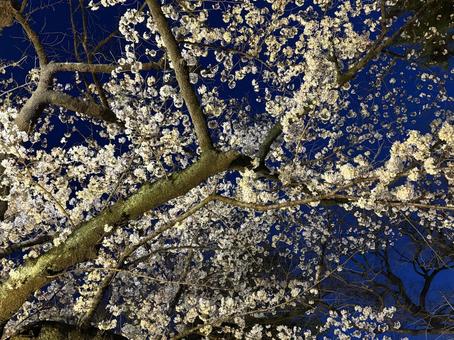 夜桜 夜桜 春,桜,桜色の写真素材