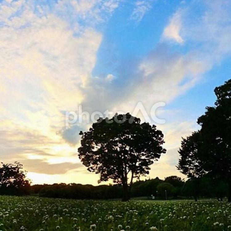 小花の草原と夕やけ 空,夕日,花の写真素材