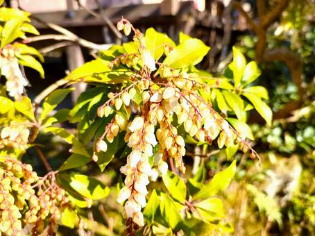 白い花 白い花の写真