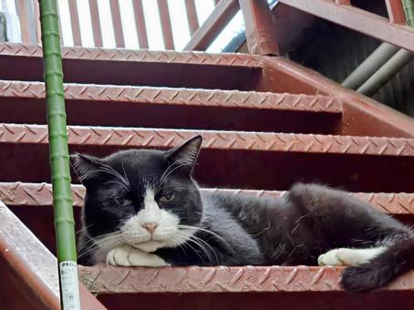 階段でまったりする猫 階段でまったりする猫 猫,ネコ,地域猫の写真素材