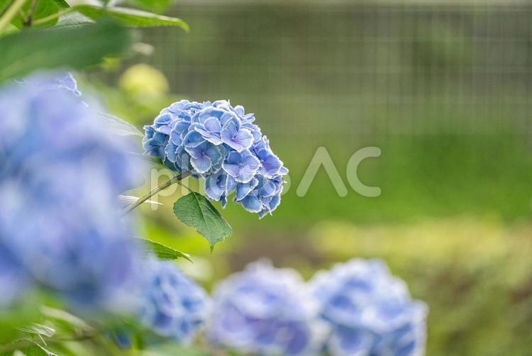 青い紫陽花プファウ 花,自然,紫の写真素材