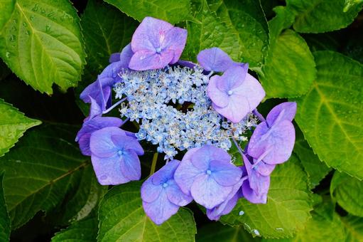 アジサイの花 アジサイの花の写真