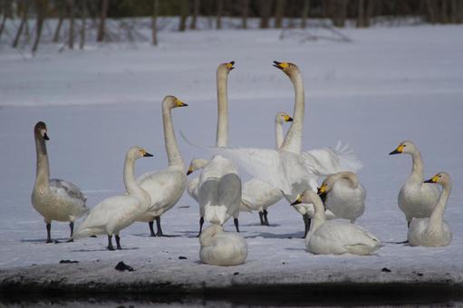 白鳥 白鳥 白鳥,群れ,雪の写真素材