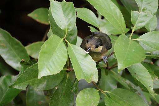 緑の葉の木の枝の中に野鳥のいる風景 緑,葉,木の写真素材