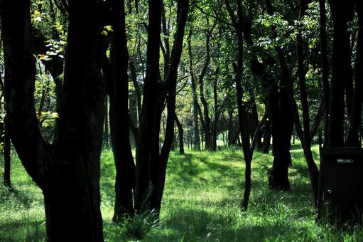 森林 森林の写真