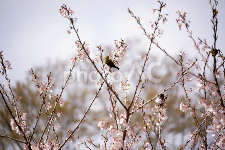 春の空と桜と小鳥たち さくら,サクラ,空の写真素材