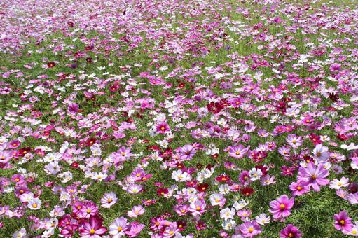 秋桜 秋桜 秋,季節,花の写真素材
