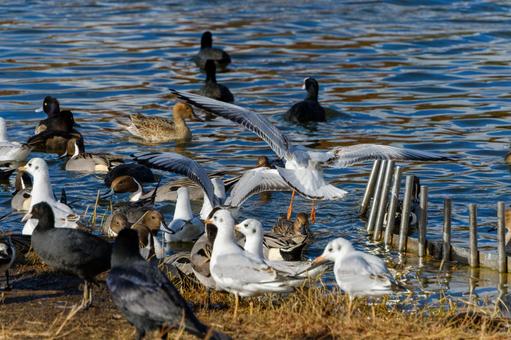Black-headed gulls taking off and waterfowl gathering at the water's edge, JPG Black-headed gulls taking off and waterfowl gathering at the water's edge, JPG