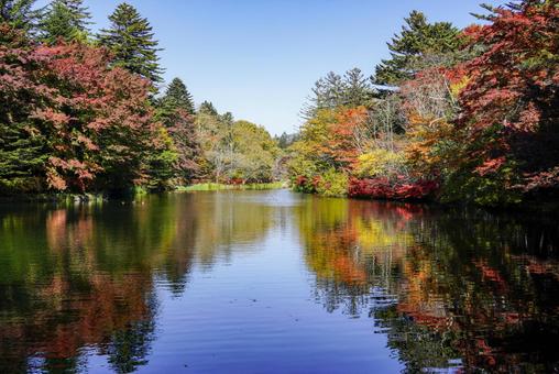 秋の雲場池　軽井沢 雲場池,紅葉,軽井沢の写真素材