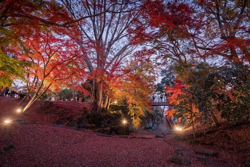 雀宮公園の紅葉のライトアップ 雀宮公園,紅葉,ライトアップの写真素材