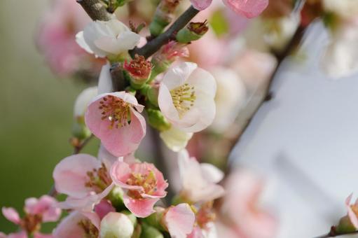ピンクのボケの花 ピンクのボケの花の写真