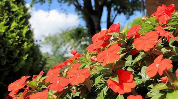 夏の花壇 真っ赤なサンパチェンス 夏の花壇 真っ赤なサンパチェンスの写真