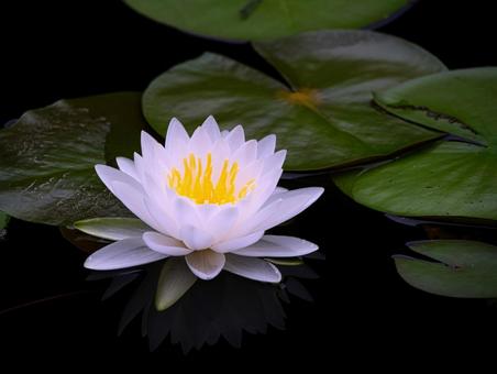 池に咲く白い睡蓮 池に咲く白い睡蓮 睡蓮,花,華の写真素材