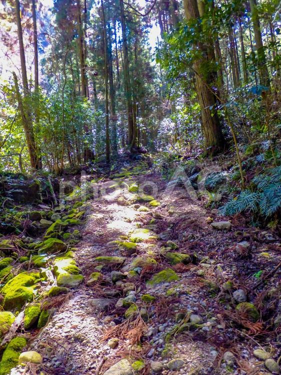 放置された道 山道,木材,自然の写真素材