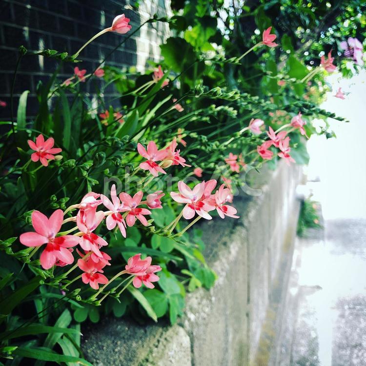 ヒメヒオウギアヤメオレンジ ヒメヒオウギアヤメ,ヒメヒオウギ,野草の写真素材