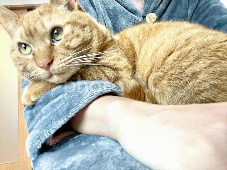飼い主の腕に潜り込む猫 ネコ,猫,ねこの写真素材