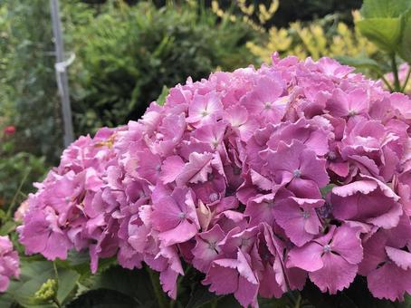 紫陽花 紫陽花の写真