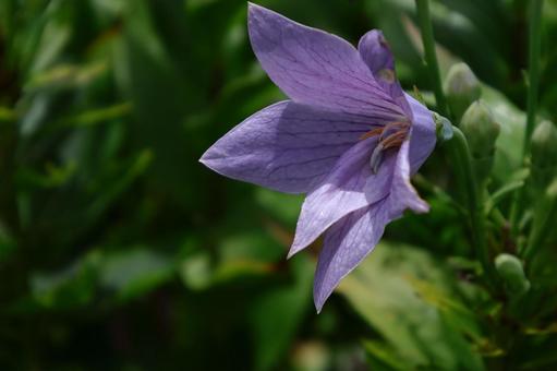 Photo, campanulaceae, flower, bellflower family, 