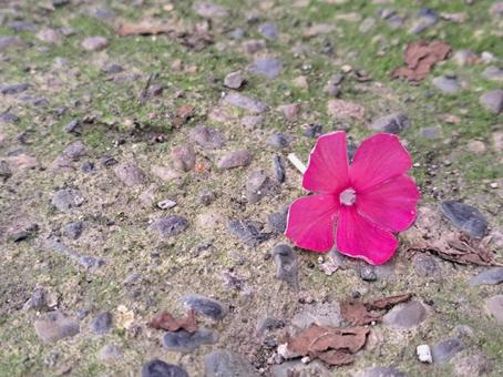 地面の花2 地面の花2 花,ガーデン,庭の写真素材