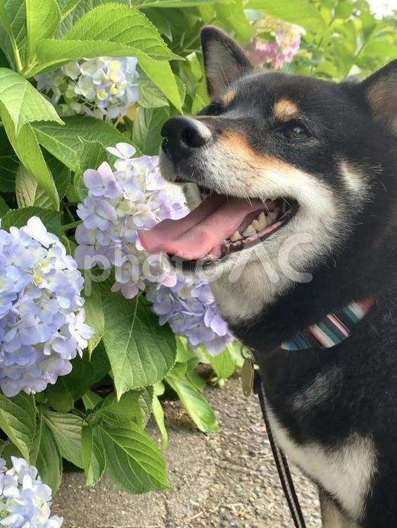 柴犬と紫陽花 紫陽花,アジサイ,あじさいの写真素材