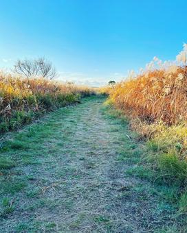 秋晴れの空とすすきの野原の道 秋晴れの空とすすきの野原の道の写真