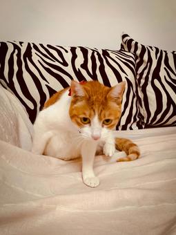 ゼブラ柄クッションの前でポーズをとる猫 猫,茶白猫,ペットの写真素材