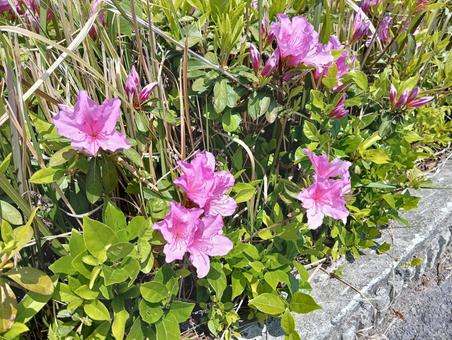 サツキ サツキの写真