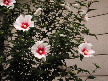 Scenery of Rose of Sharon and Hibiscus blooming, JPG Scenery of Rose of Sharon and Hibiscus blooming, JPG