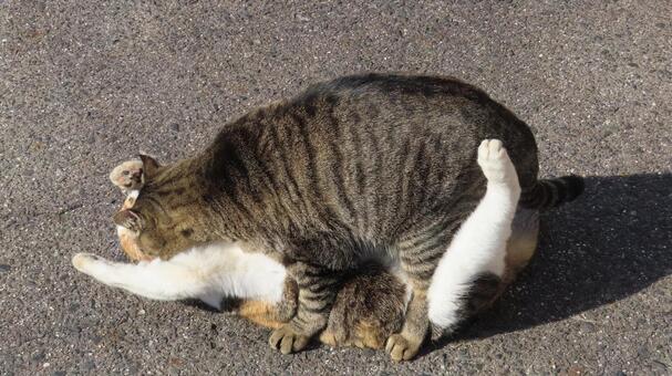 ラブラブでもふもふな三毛猫達の戯れ 三毛猫,猫,キジトラの写真素材