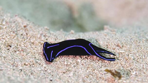 ゲンノウツバメガイ 水中写真,ダイビング,石垣島の写真素材