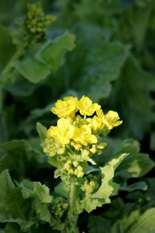 菜の花 自然,キレイ,春の写真素材