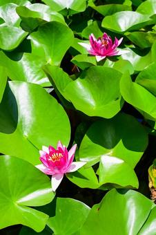 Photo, suzhou, lingering garden, world heritage, 