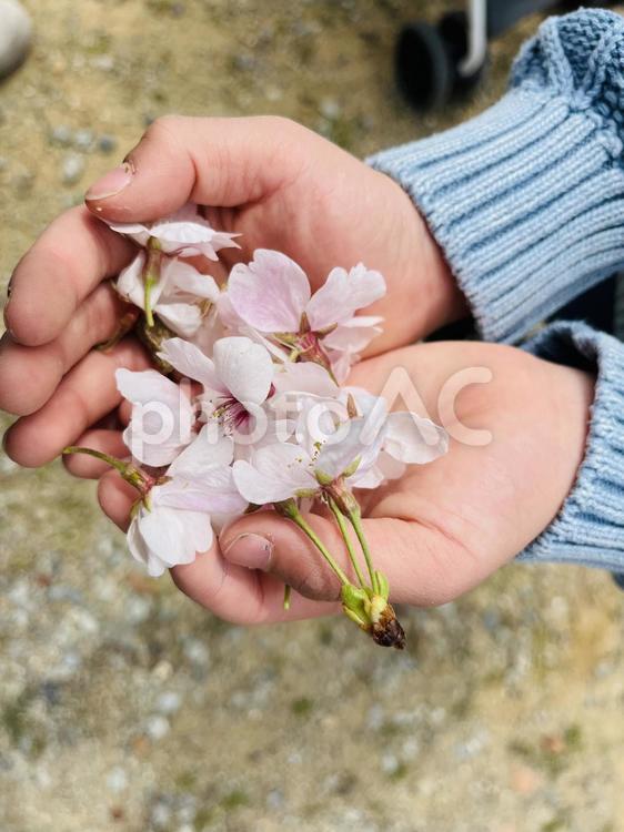 子供の手と桜 子供,手,桜の写真素材