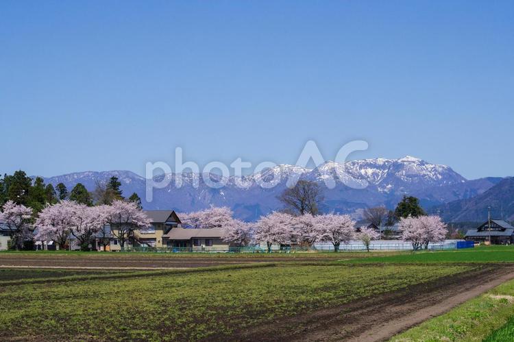 桜咲く越前の里山 桜,農村,里山の写真素材