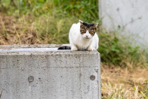 猫(247) 猫(247) 猫,食肉目,ネコ科の写真素材
