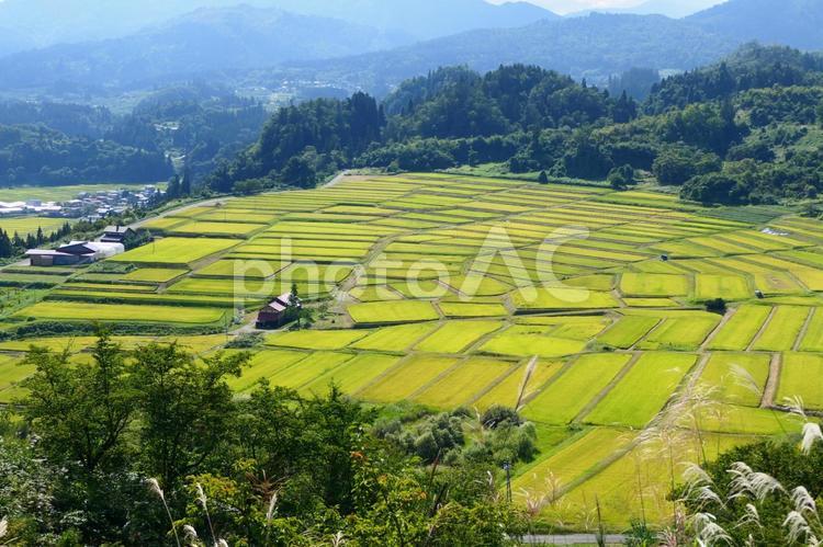 収穫の秋、くぬぎ平の棚田。 クヌギダイラ,棚田,水田の写真素材