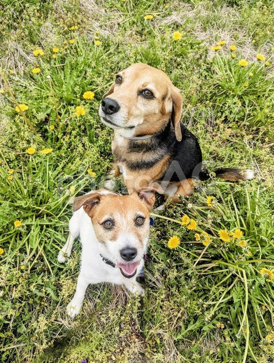 たんぽぽと見上げる犬たち 犬,ビーグル,ジャックラッセルテリアの写真素材