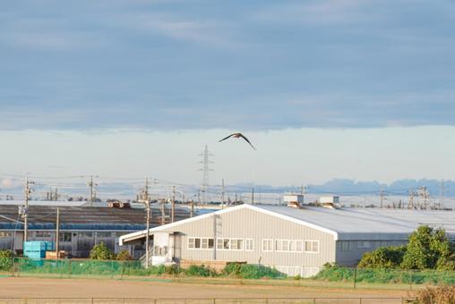 宙を優雅に舞うトビ 宙を優雅に舞うトビ トビ,猛禽類,野鳥の写真素材