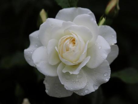 雨に濡れた白いバラ　アイスバーグ③ バラ,薔薇,花の写真素材