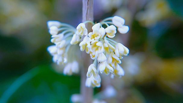 ギンモクセイ（銀木犀） ギンモクセイ,銀木犀,白い花の写真素材