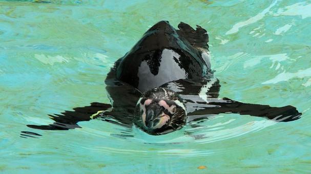 夏の動物園 泳ぐペンギン 夏の動物園 泳ぐペンギン ペンギン,フンボルトペンギン,鳥類の写真素材