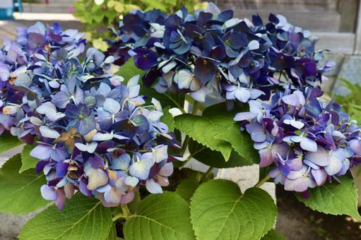 Hydrangea 12, JPG Hydrangea 12, JPG