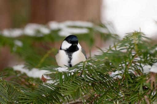 冬のシジュウカラ シジュウカラ,四十雀,鳥の写真素材
