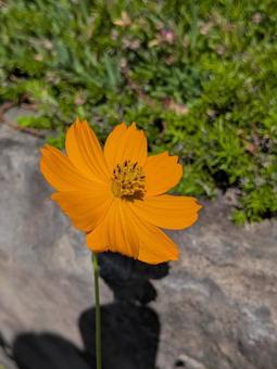 キバナコスモス キバナコスモス,花,オレンジの花の写真素材