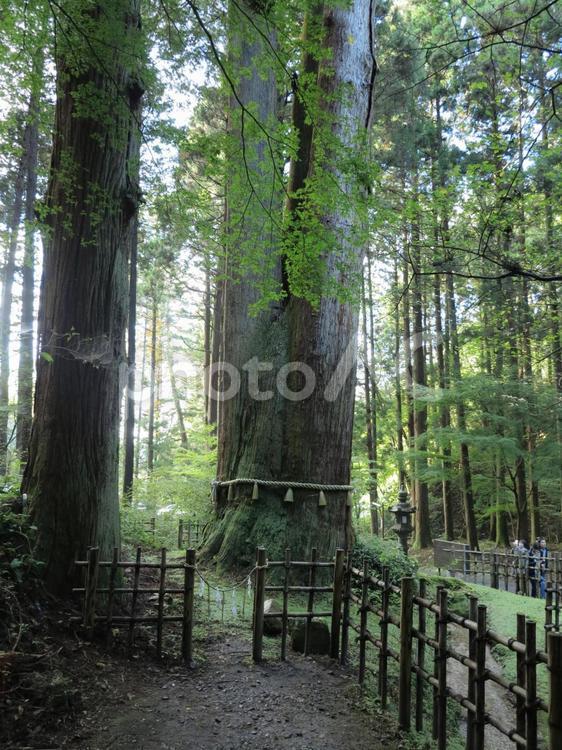 御岩神社　三本杉 アウトドア,ウォーキング,パワースポットの写真素材
